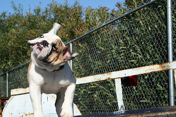 Image showing Bulldog