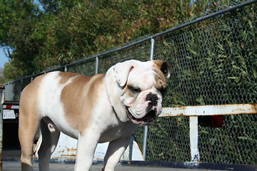 Image showing Bulldog