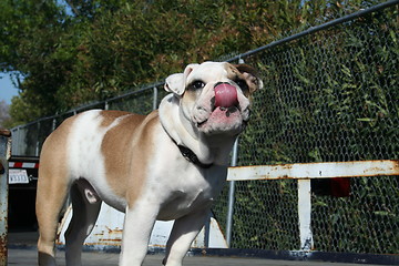 Image showing Bulldog