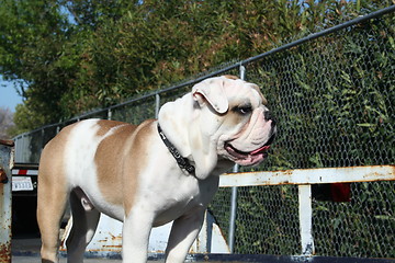 Image showing Bulldog