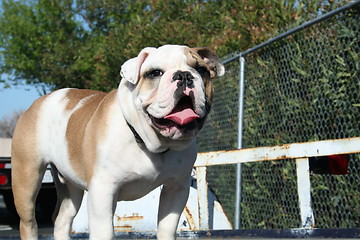 Image showing Bulldog