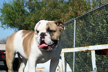 Image showing Bulldog