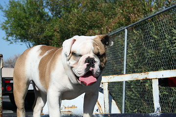 Image showing Bulldog