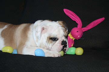 Image showing Bulldog Playing With Toys