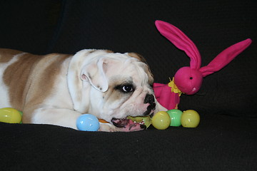 Image showing Bulldog Playing With Toys