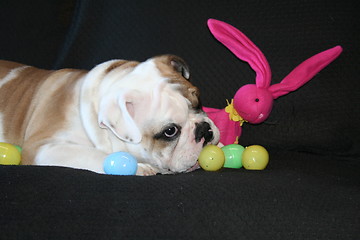 Image showing Bulldog Playing With Toys