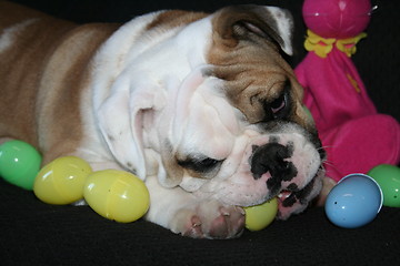 Image showing Bulldog Playing With Toys