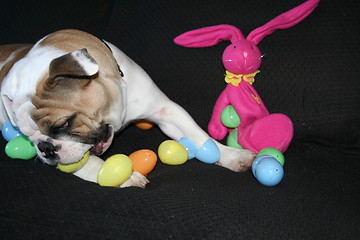 Image showing Bulldog Playing With Toys