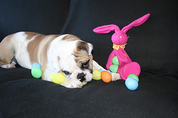 Image showing Bulldog Playing With Toys