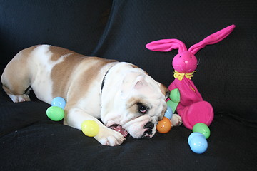 Image showing Bulldog Playing With Toys