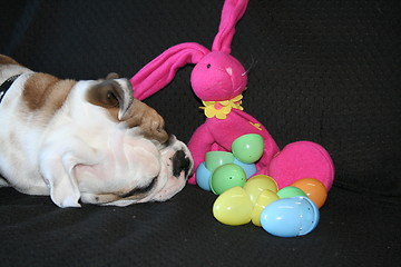 Image showing Bulldog Playing With Toys