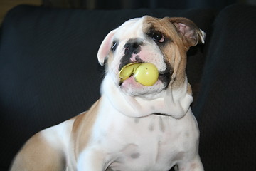 Image showing Bulldog Playing With Toys