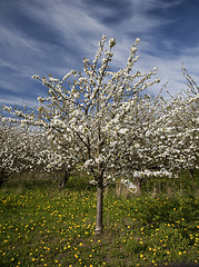 Image showing Cherry in full blossom