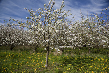 Image showing Cherry plantation Denmark