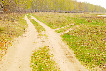 Image showing birch forest