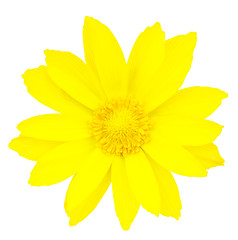 Image showing flower