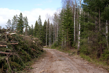 Image showing Energy Wood in Forest