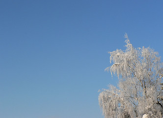 Image showing Frozen tree