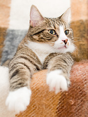 Image showing Domestic Cat