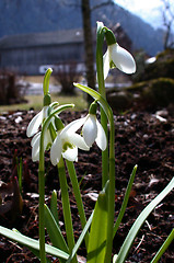 Image showing Springflowers