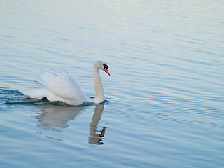 Image showing Swan