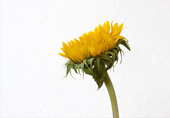 Image showing Sunflower blossom (Helianthus annuus)