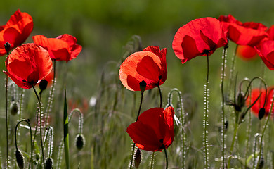 Image showing Corn Poppy Flowers (Papaver rhoeas)