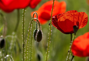 Image showing Corn Poppy Flowers (Papaver rhoeas)