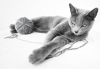 Image showing Portrait of a Russian Blue Cat