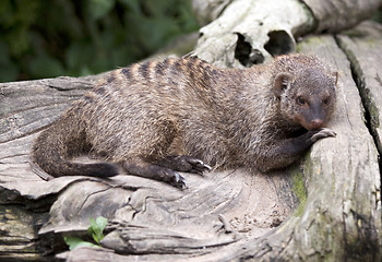 Image showing Banded Mongoose (Mungos mungo)