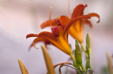 Image showing Lilly flowers (Lilium)