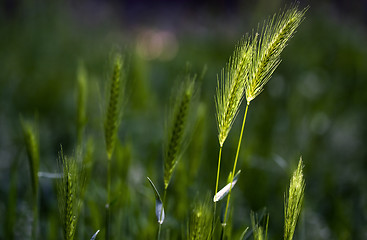 Image showing Wheat, growing wild on a meadow in spring