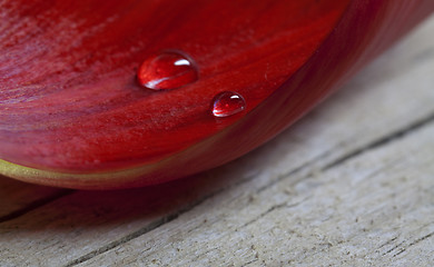 Image showing Tulip Leaf