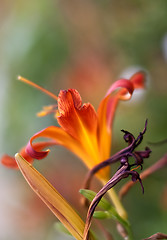 Image showing Lilly flowers (Lilium)