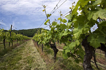 Image showing Vineyard in Southwest Germany