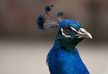 Image showing Peafowl (Pavo) Head 