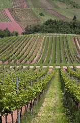 Image showing Vineyard in Southwest Germany