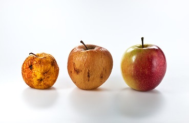 Image showing Apples in different stages of ageing