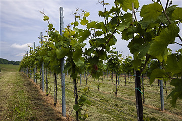 Image showing Vineyard in Southwest Germany