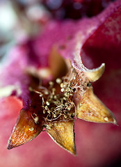 Image showing Pomegranate with arils detail shot