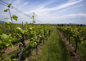 Image showing Vineyard in Southwest Germany