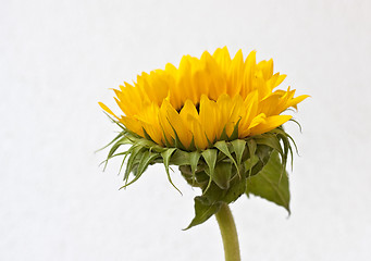 Image showing Sunflower blossom (Helianthus annuus)