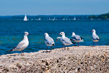 Image showing Seagulls on the Seashore