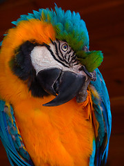 Image showing Big Blue-Yellow Macaw