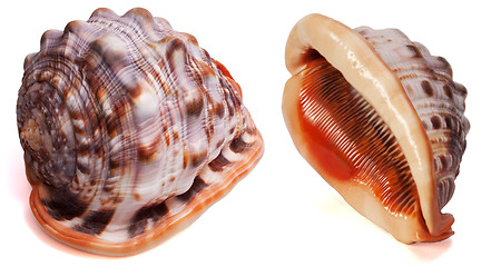 Image showing Cypraecassis Rufa Seashell isolated