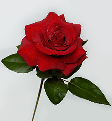 Image showing Rose 4