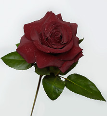 Image showing Rose 4 (dark)