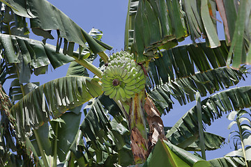 Image showing Wild banana tree crown w bunch