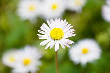 Image showing daisies