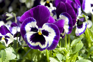 Image showing lilac pansies